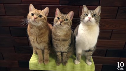 Cute Cat Pester Power