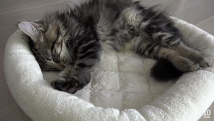Kitten Osamu Kneading