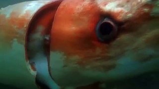 Damn: Rare Giant Sea Squid Surfaces In Japanese Harbor!