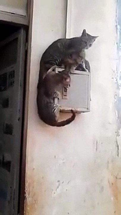 Funny cats