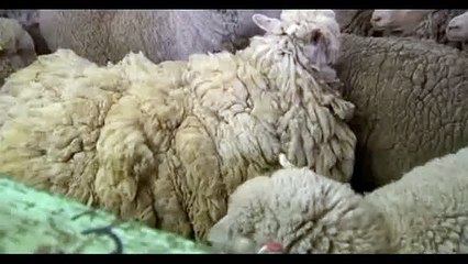 Australie : Sheila la brebis errait en Tasmanie avec plus de 21kg de laine sur le dos