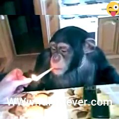 good funny movies to watch, high realy watch free new best funny and comedy movies enjoy