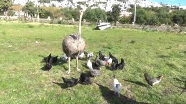 Bodrum'daki Deve Plajı Nda Deve Kuşu Besliyor