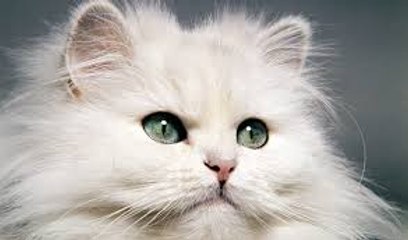 Grooming a Persian Cat