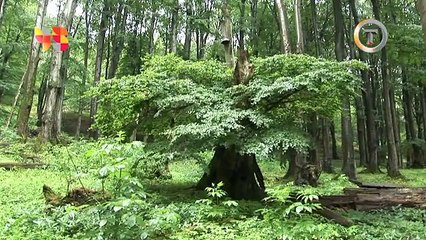 pohon berjalan (hobbit)