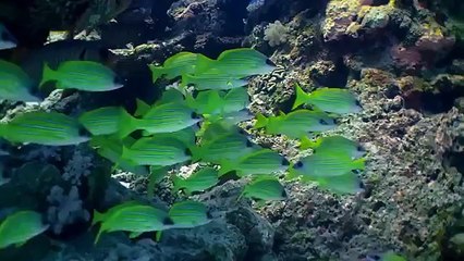 Du lịch Nam Phi - Mauritius Thiên đường trên trái đất