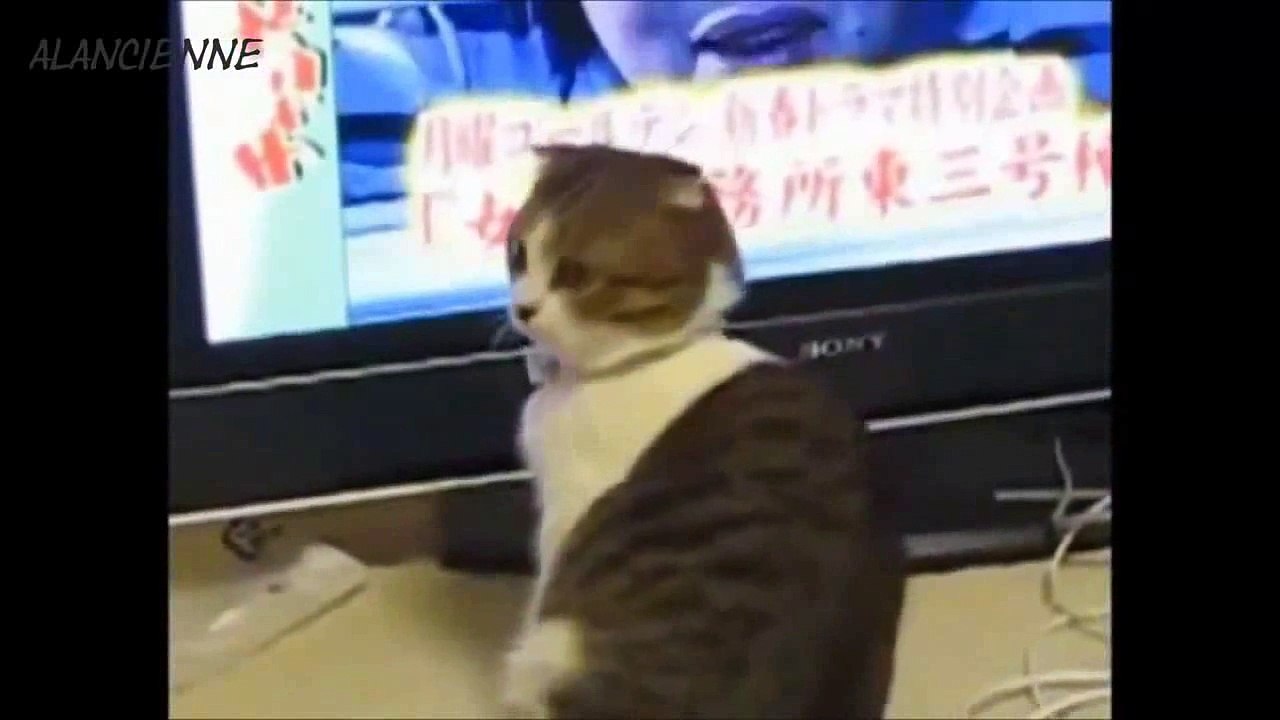Compilation de chat drôle