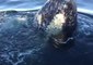 Humpback Whales Visit British Columbia Boaters