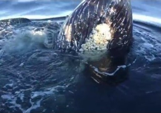 Humpback Whales Visit British Columbia Boaters