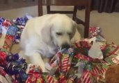 Golden Retriever Rips Up Wrapping Paper