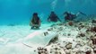 Discover Scuba Diving - Robinson Club Maldives