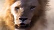 Watch Lions Documentary: 24 Hour Killers Classic NAT GEO WILD Documentary Full