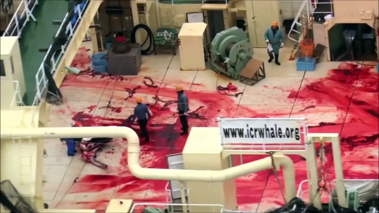 Sea Shepherd 2015