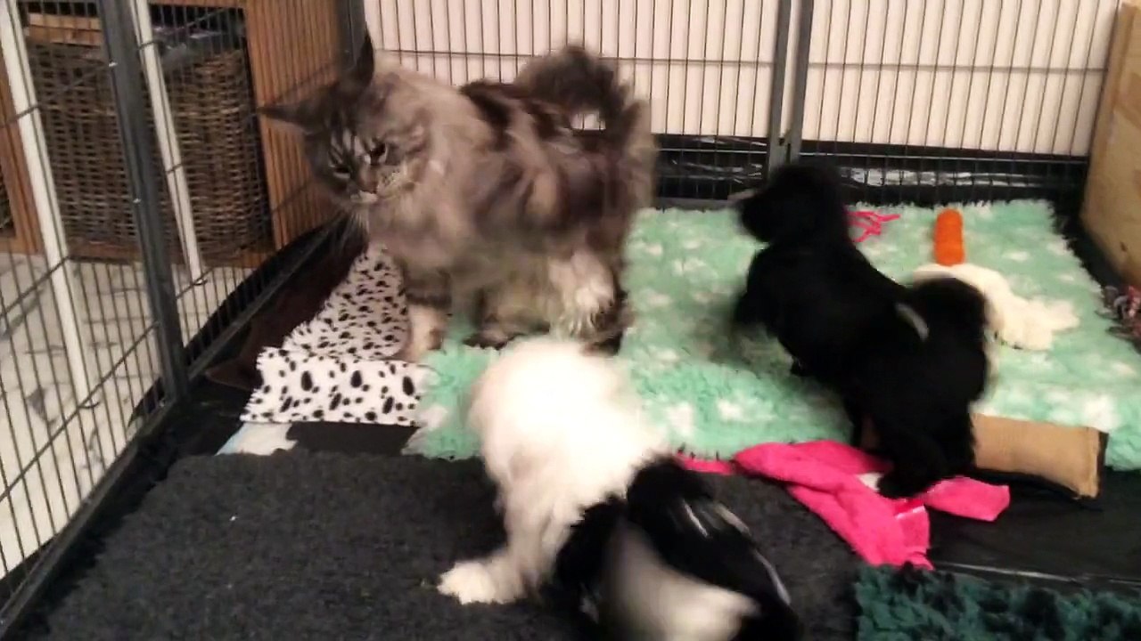 Attaque de chiots Azur Wings