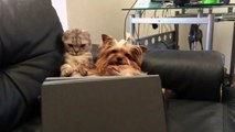 Cat and Dog Can't Take Their Eyes Off TV