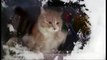 Cat hilariously attempts to clear window of snow