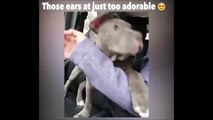 Ce chien a des oreilles bien trop grandes pour sa taille... Trop mignon