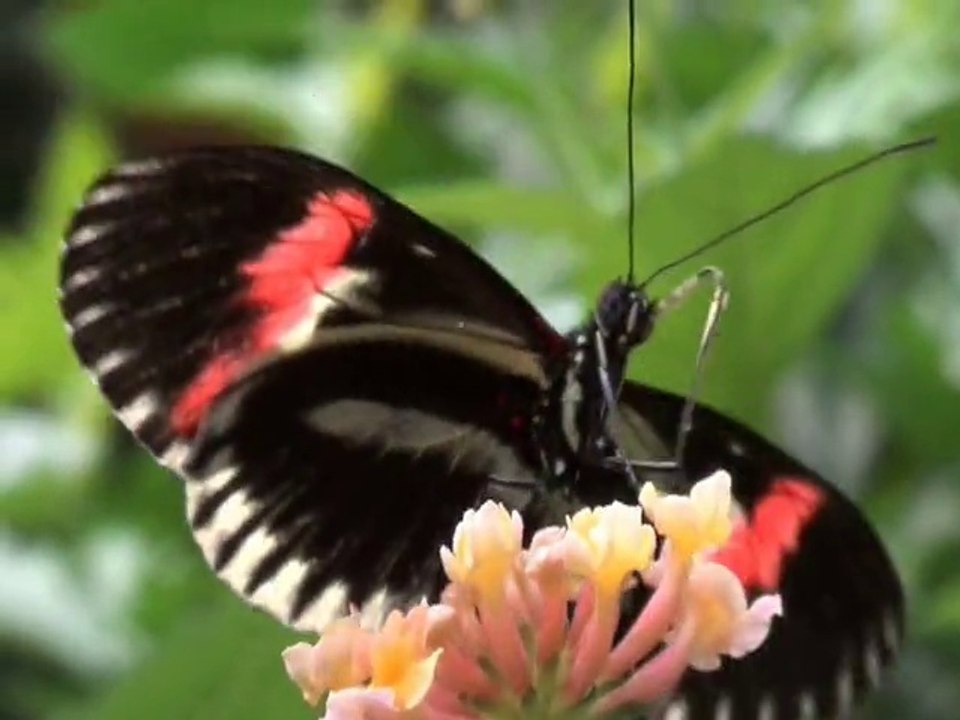 Le jardin aux papillons  - l'aquarium à Vannes (Morbihan)