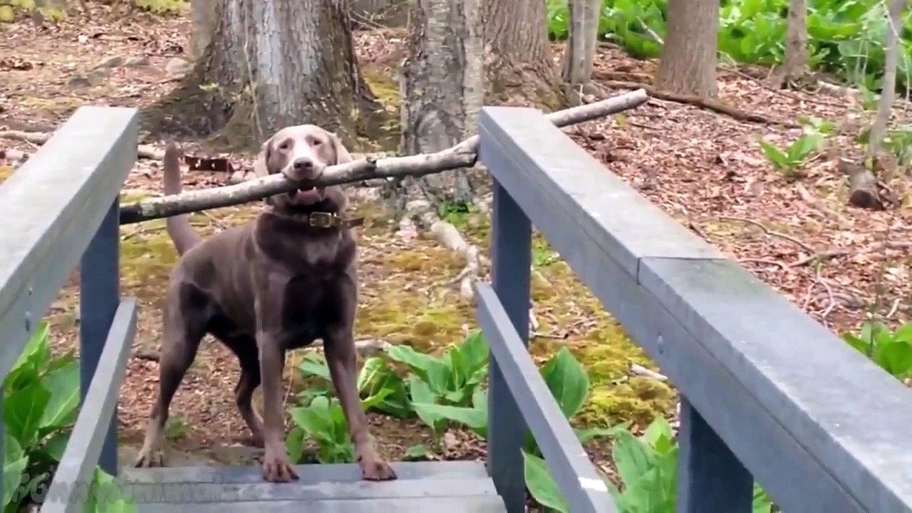 Funny Animals Compilation  Epic Funny Animals Compilation  Best Fail And Crazy Animals 2015