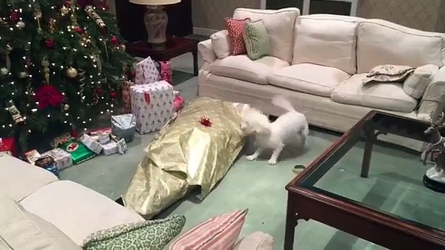 Un chien très content de recevoir son cadeau de Noël