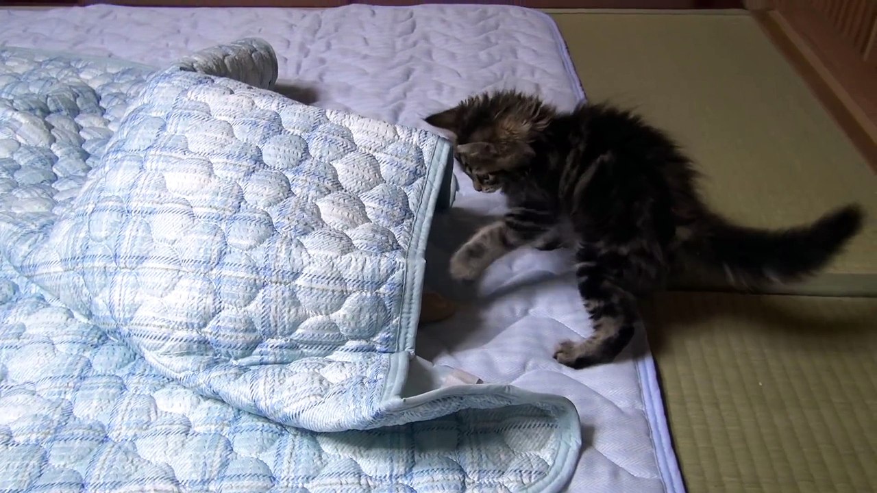 Kojiro Get one's own back on Osamu the Kitten