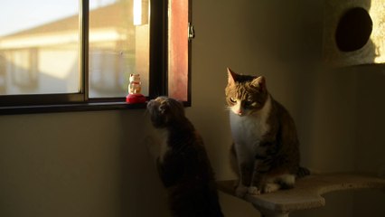 Taro the Cat to Imitate Beckoning Cat