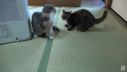 The Pending Catfight Between Lulu & μ.  Panda give comfort to Lulu & μ