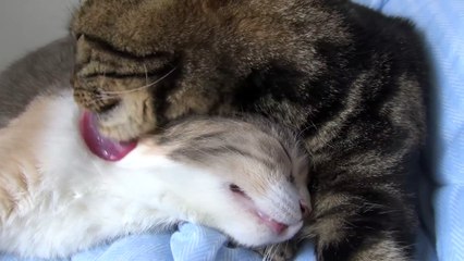 Cat Will Urge Musashi to Grooming