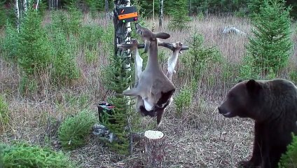 The brilliant reaction of a wild bear towards a scientific experiment! Simply genius!