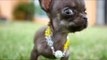 Smallest Dog In The World At 4 Inches - Guinness World Records