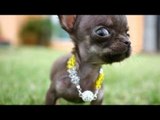 Smallest Dog In The World At 4 Inches - Guinness World Records