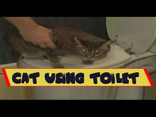 Clever Cat - How a Cat Poop in Toilet