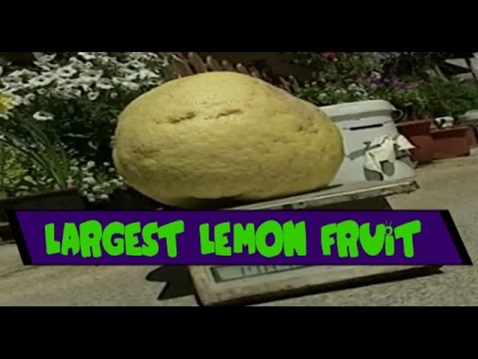 World Largest Lemon Fruit  Ever