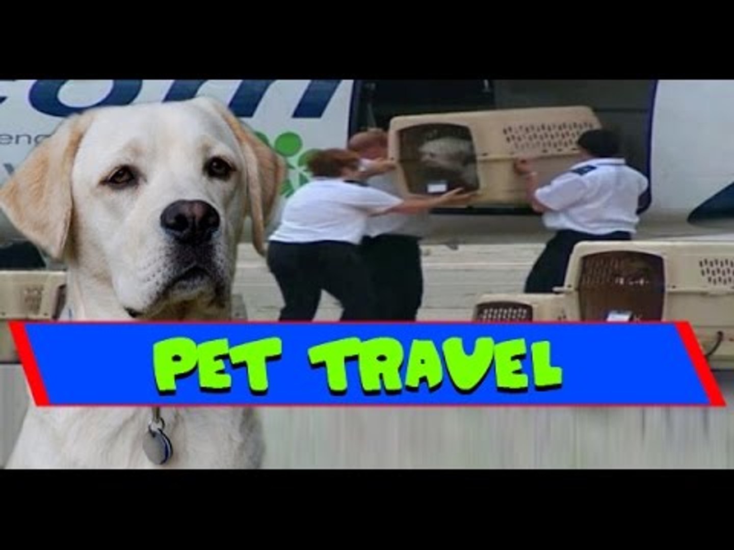 ⁣How Pets Travel in Planes - Pet Airways