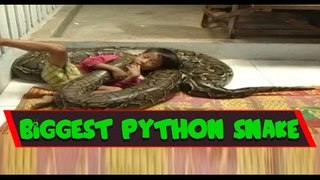 The World Biggest Python Snake Ever Seen - Longest Snakes in the World