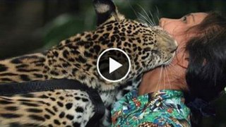 Tiger attack on female