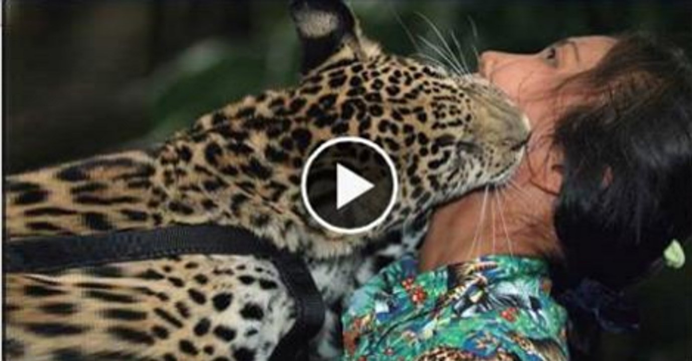 Tiger attack on female