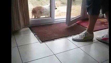 thats a remarkably polite dog