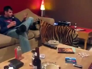 movies to watch high, high on netflix instant crazy short and funny videos
