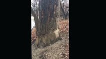 Deux randonneurs filme un arbre qui prend feu de l’intérieur