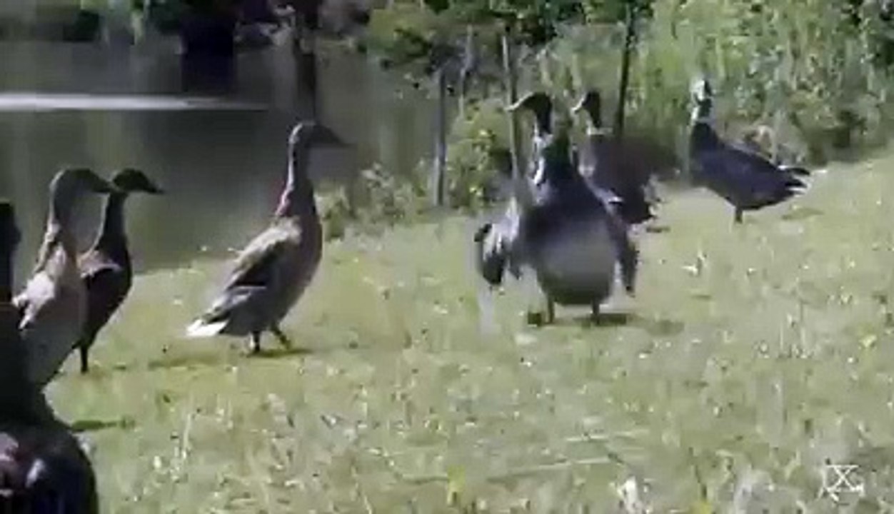 Amazing & funny duck dance. Ejnoy it