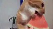 Hungry Cat funny video clips,fuuny-syndication=228326 - Video
