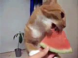 Hungry Cat funny video clips,fuuny-syndication=228326 - Video