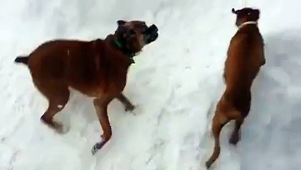 The old dog tricks the young dog. Twice