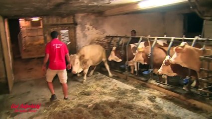 Un taureau saute de joie après avoir été libéré