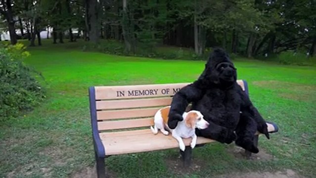 They got their dog a giant stuffed gorilla. The dog reaction is priceless!