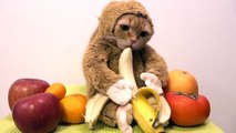 Un chat déguisé en singe mange une banane pour vous souhaiter la bonne année 2016