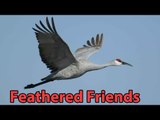Learn - Feathered Friends - Kids Nursery Rhymes Educational Videos