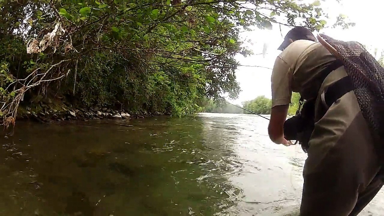 Belle truite en sèche  en grande rivière ~ Pêche à la mouche