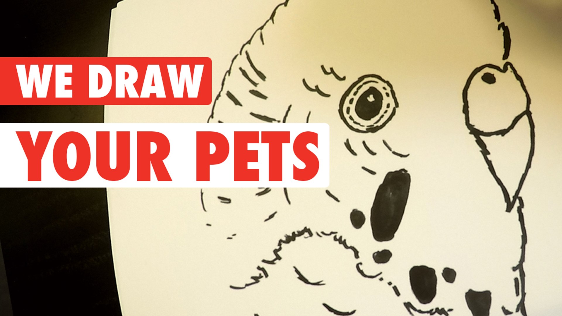 Cartoon Pets || We Draw Your Pets